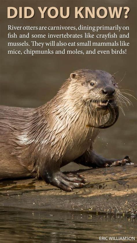 5 Cool Things You Might Not Know About Otters Otters Otter Facts
