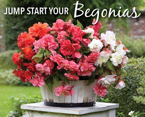 Your garden supply and advice hq. Time to Jump Start Your Tuberous Begonias - Longfield Gardens