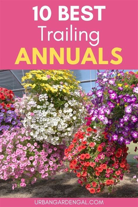 If your bacopa gets too dry, don't despair; 10 Best Trailing Annual Flowers | Hanging plants outdoor ...