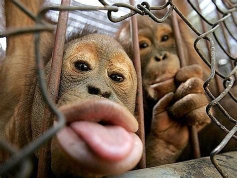 Via Kloudpics Mobileapp Funny Monkey Pictures Monkeys Funny Monkey