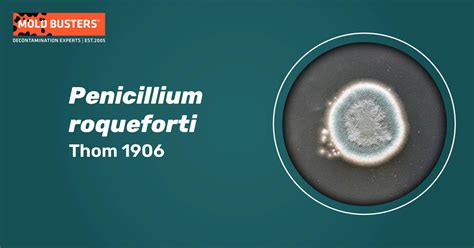 Penicillium Roqueforti Taxonomy Facts And Benefits Mold Busters