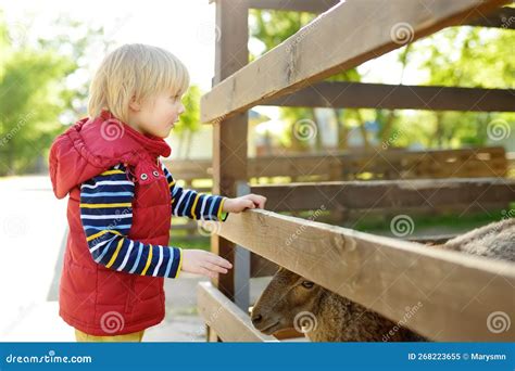 Little Boy Petting Sheep Child At Outdoor Petting Zoo Kid Having Fun