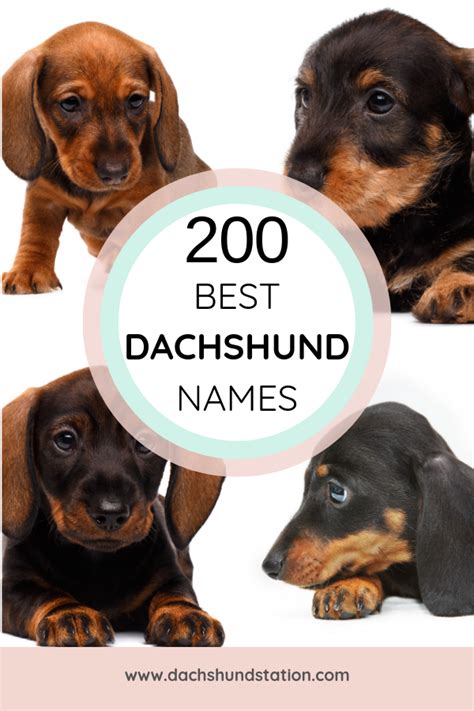The Best Dachshund Name Ideas For Boy And Girl Doxie Dogs Top Male