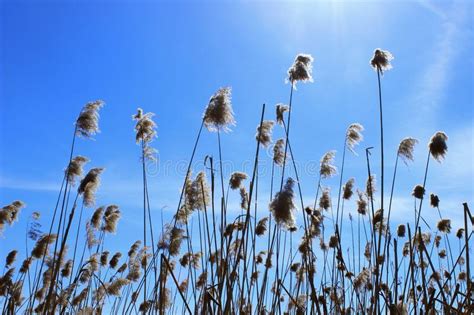 Plants Over Blue Sky Sunny Day Swamp Grass Stock Image Image Of