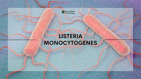 Listeria Monocytogenes Importante En La Inocuidad Alimentaria Youtube