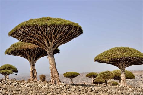 Uae Steals Endangered Trees From Yemens Socotra Middle East Monitor
