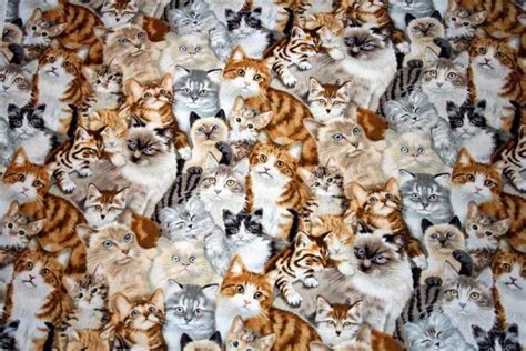 Background Cat Collage Herding Cats Cat Background