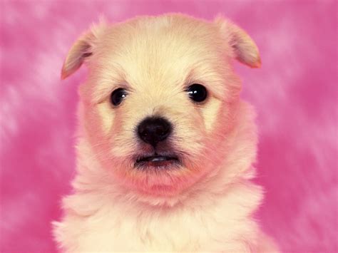 Free Download Cute Puppy Dog Wallpaper Wallpaper Me 1600x1200 For