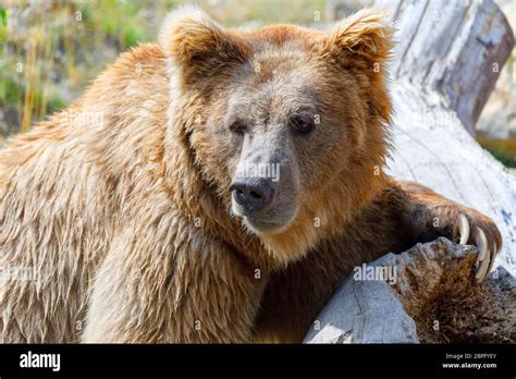 Himalayan Brown Bear Ursus Arctos Isabellinus Also Known As The