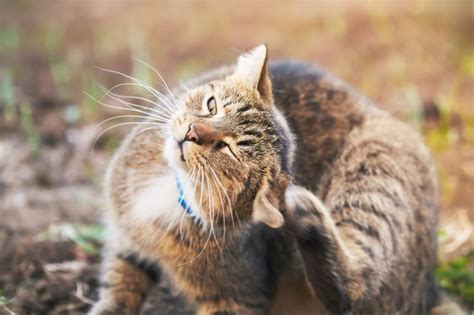 Ear Mites In Cats Symptoms Treatment And Prevention