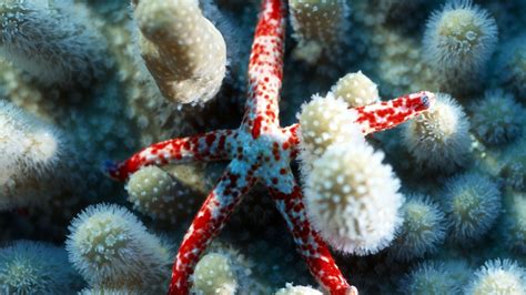 Sea Star Wallpapers And Images Wallpapers Pictures Photos