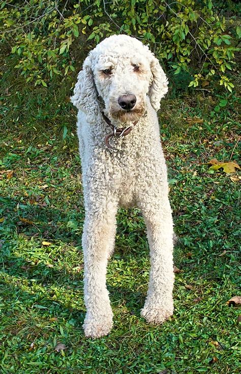 Filewhite Standard Poodle Wikimedia Commons