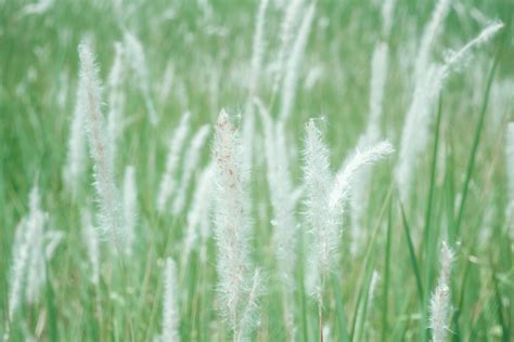 Reeds Grass Reed Free Photo On Pixabay Pixabay