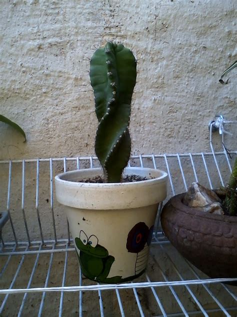 Naturaleza Verde Cactus Raros