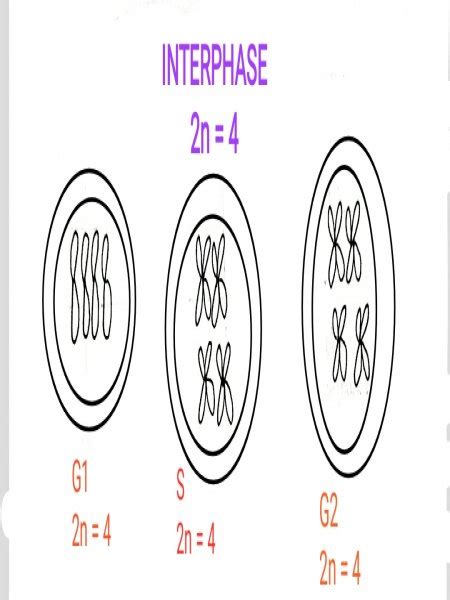 Draw A Cell In Interphase And Each Phase Mitosis The Diploid Or 2n