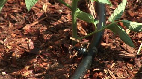 How To Prevent Clogging Of Emitters In Drip Irrigation Israel