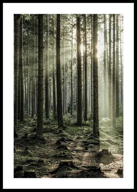 Sunbeam Forest Poster Naturbilder Gallerixde
