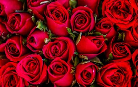 10 Fakta Menarik Mengenai Bunga Ros Tcermy