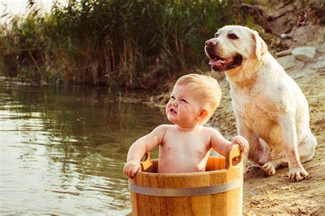 Dog Protecting Child Cooler Insights
