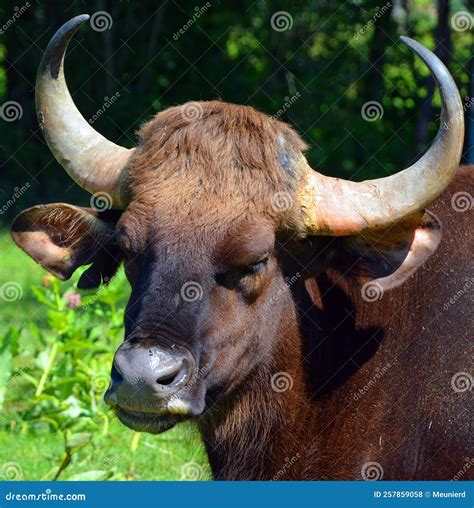 The Gaur Or Indian Bison Is The Largest Extant Bovine Stock Photo