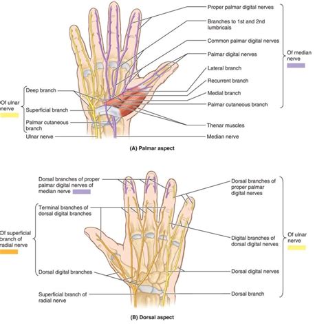 Hand Nerves Diagram Anatomy System Human Body Anatomy Diagram And Chart Images