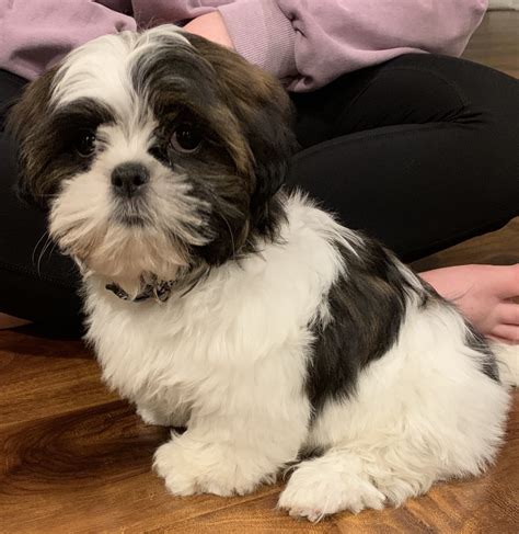 Shih Tzu Puppies For Sale | Rochester, NY #326483
