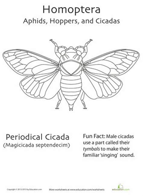 homoptera coloring page insect coloring pages insect