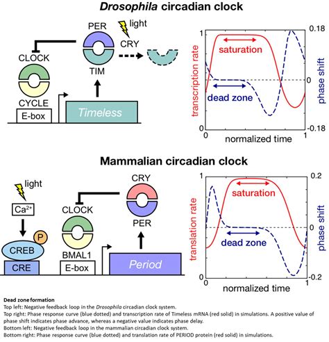 Dead Zones In Circadian Clocks Science Mission