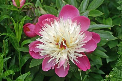 Peony has many varieties which differ in colors and shapes. 31 Types of Peonies (All Colors, Bloom Types and Varieties)