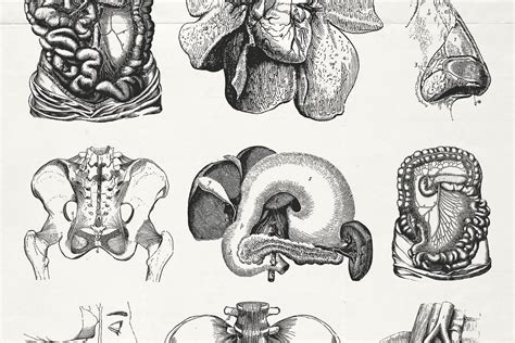 Vintage Anatomy Diagrams Black And White Vintage Anatomical Engraving