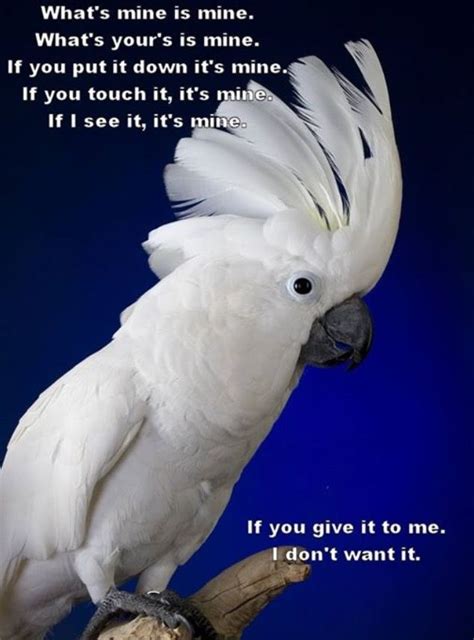 165 Best Funny Parrot Sayings Images On Pinterest Funny Parrots