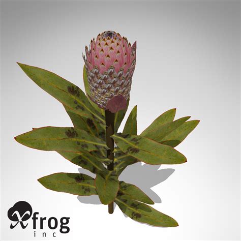 3ds Max Xfrogplants King Protea Plant