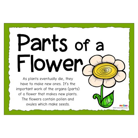 Teach Your Class All About The Parts Of A Flower With This Colourful