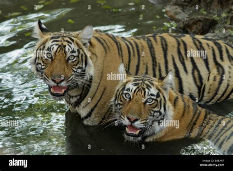 Bengal Tigers Close Up Panthera Tigris Stock Photo Alamy