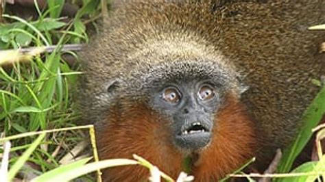 New Monkey Species Found In Amazon Cbc News