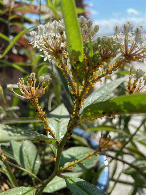 How To Get Rid Of Aphids On Milkweed Blast Them Off With A Harsh Water Spray And Repeat As