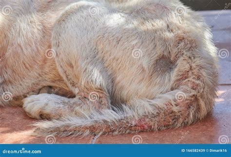 Dog Tail Damged With Fungus Disease Stock Image Image Of Loss Spot