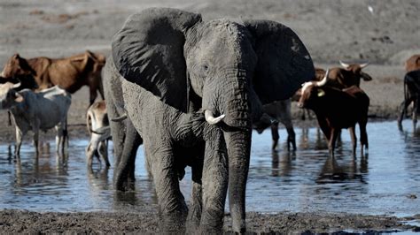 Southern Africa Elephant Population Increases Amid Concerns Over