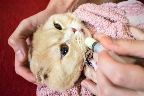 How To Give A Cat Liquid Medicine With A Dropper Cat Meme Stock