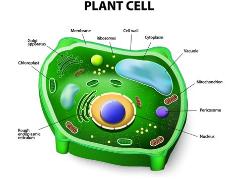 Maybe you would like to learn more about one of these? Prokaryotic and Eukaryotic Cells - SCIENTIST CINDY
