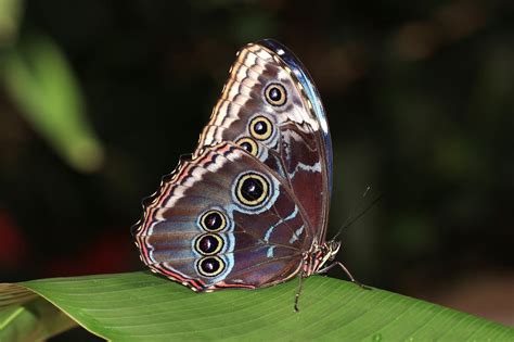 Top 8 Blue Morpho Butterfly Facts Rainforest Cruises