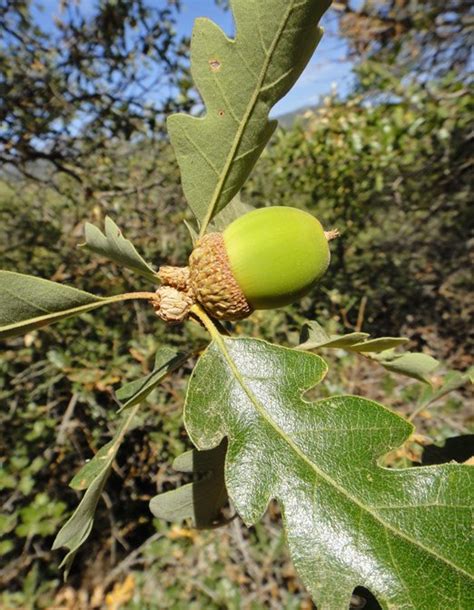 Quercus Garryana Var Breweri Calflora