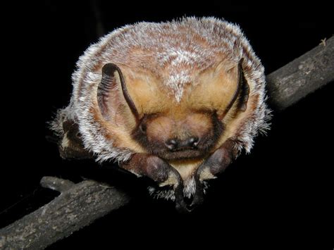 Hoary Bat Salt Spring Conservancy