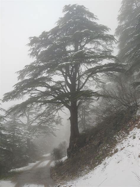Cedar Tree In Lebanon The Symbol Of The Lebanese Flag 🇱🇧 Rbeamazed