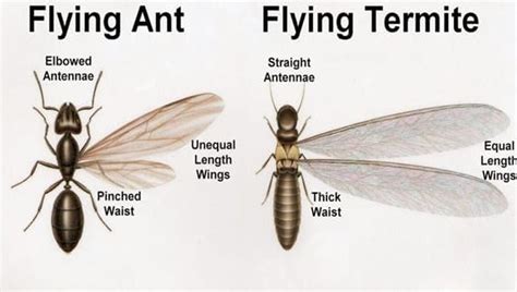Termites Vs Flying Ants Which One Is Visiting Your Hamptons Home