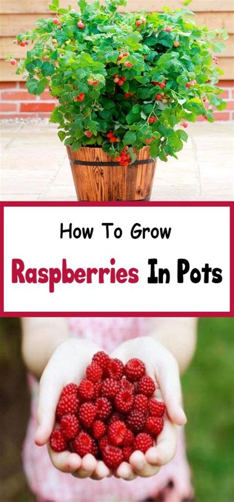 How To Grow Raspberries In Pots Growing Raspberries Raspberry Plants