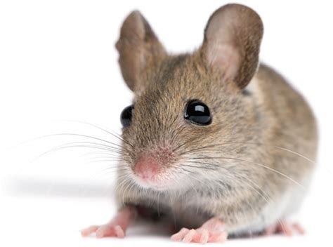 Types Of Mice Field Mouse Pest Hacks