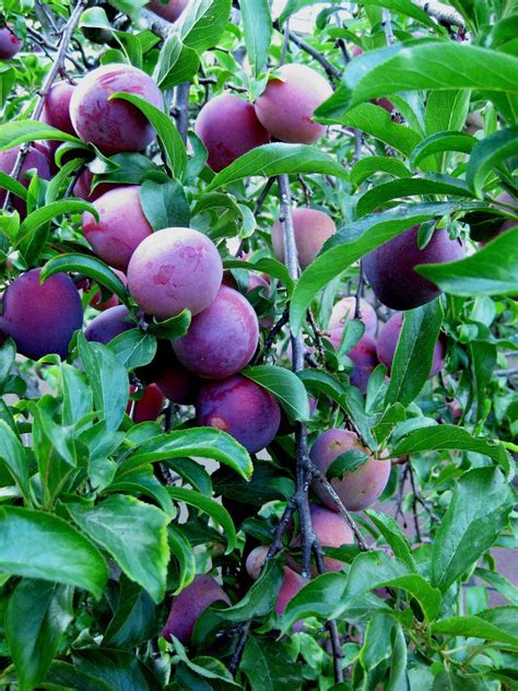 Growing Plum Trees Is Not Only Rewarding But Extremely Tasty Plums Are