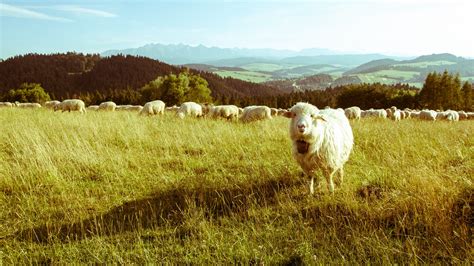 Wallpaper Landscape Mountains Animals Field Farm Sheep Plateau