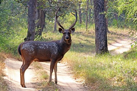 Sambar Deer Research Ssaa Victoria